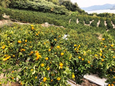 おてつたび、尾道市瀬戸田における農繁期の人手不足と観光の閑散期を“若者のお手伝い“で解決 Nativ.media 地方移住・関係人口