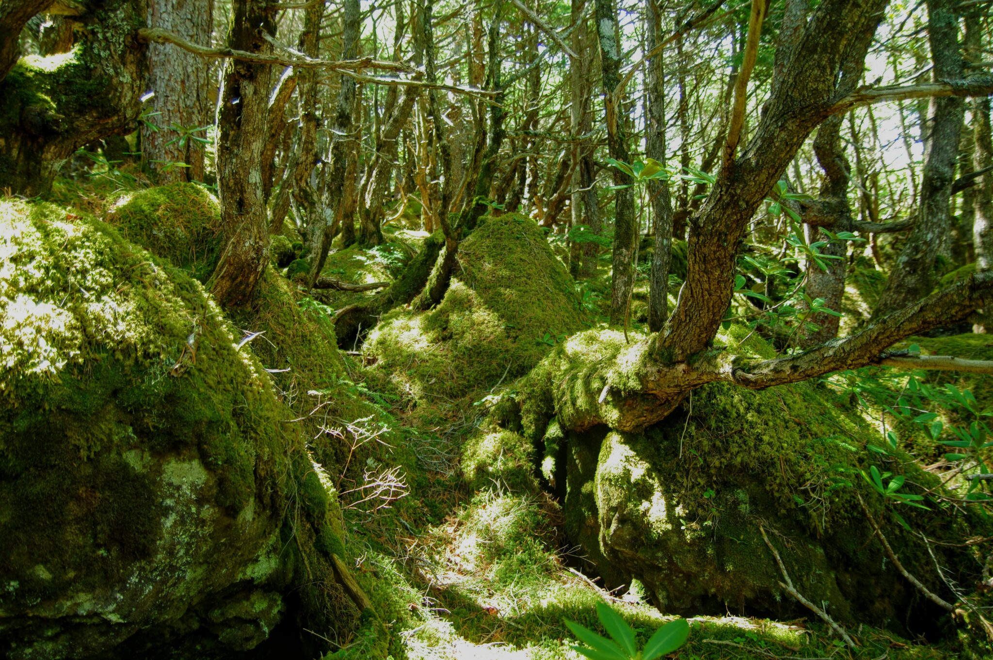 八ヶ岳の苔の森