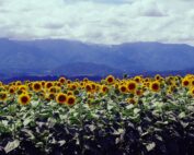 明野のひまわり畑