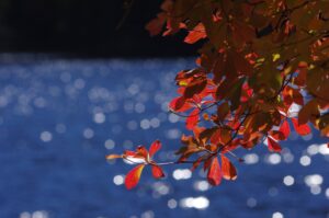 白駒池の紅葉