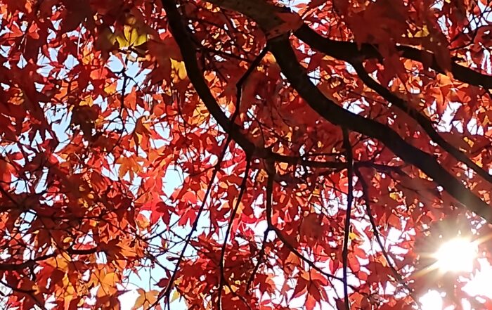 紅葉