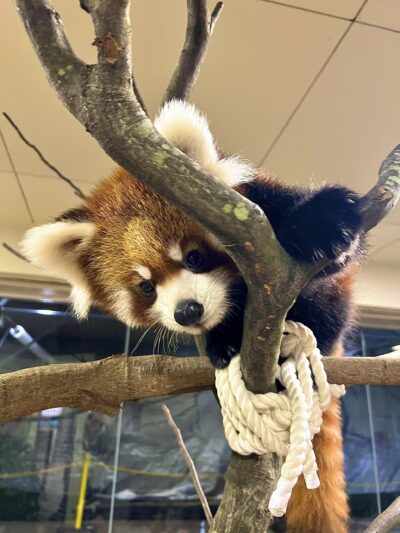 小さなまちの大きな魅力 羽村市 ～都心から1時間、子育て世代が選ぶまち～ Nativ.media 地方移住・関係人口創出のプラットフォーム