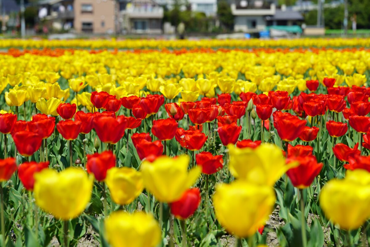 小さなまちの大きな魅力 羽村市 ～都心から1時間、子育て世代が選ぶまち～ Nativ.media 地方移住・関係人口創出のプラットフォーム